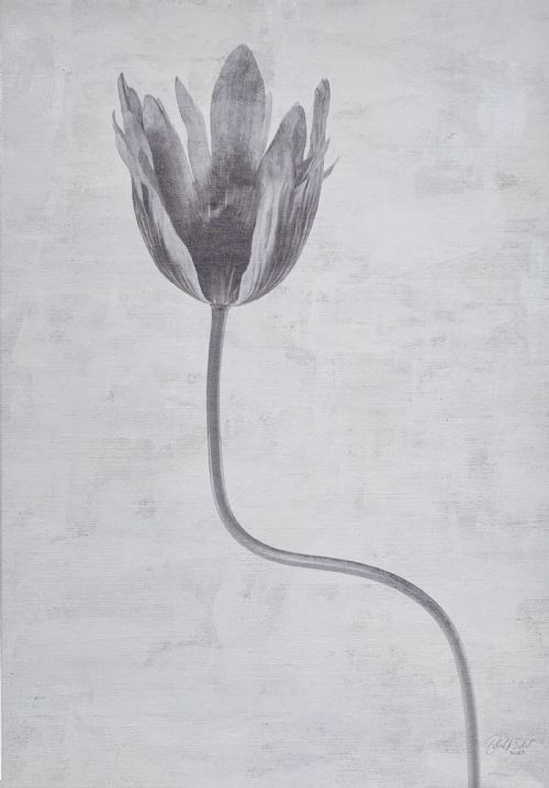 Deborah Schenck - Black Tulip